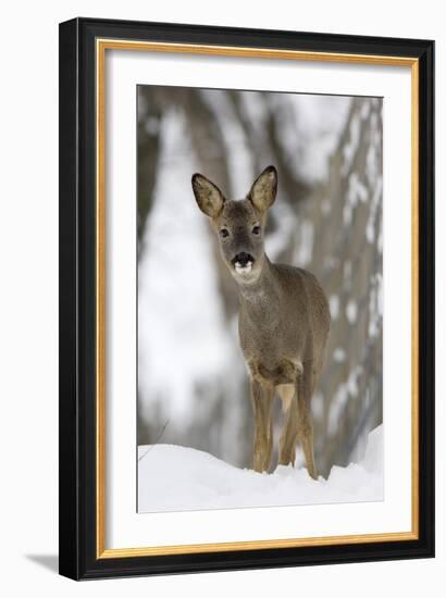 Roe Deer-Duncan Shaw-Framed Photographic Print