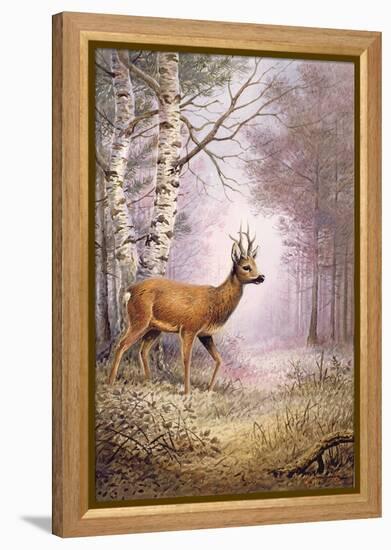 Roe-Deer-Carl Donner-Framed Premier Image Canvas