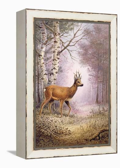Roe-Deer-Carl Donner-Framed Premier Image Canvas