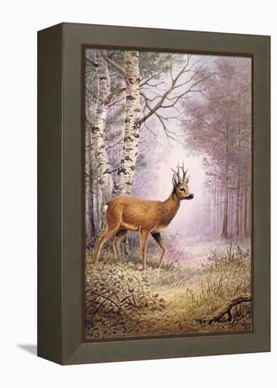 Roe-Deer-Carl Donner-Framed Premier Image Canvas