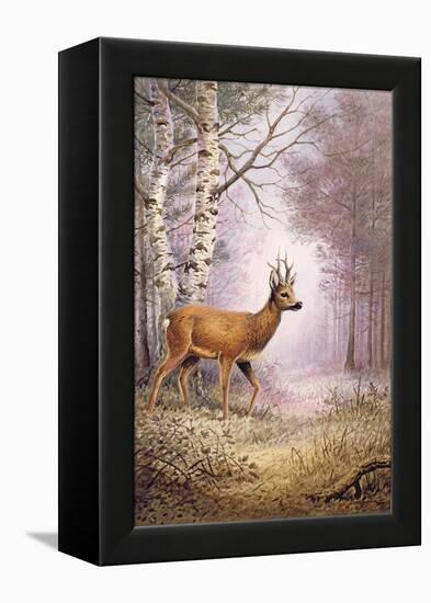 Roe-Deer-Carl Donner-Framed Premier Image Canvas