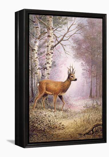 Roe-Deer-Carl Donner-Framed Premier Image Canvas