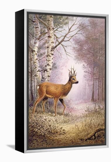 Roe-Deer-Carl Donner-Framed Premier Image Canvas