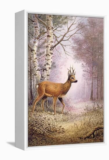 Roe-Deer-Carl Donner-Framed Premier Image Canvas