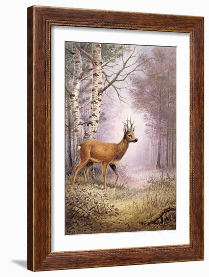 Roe-Deer-Carl Donner-Framed Giclee Print