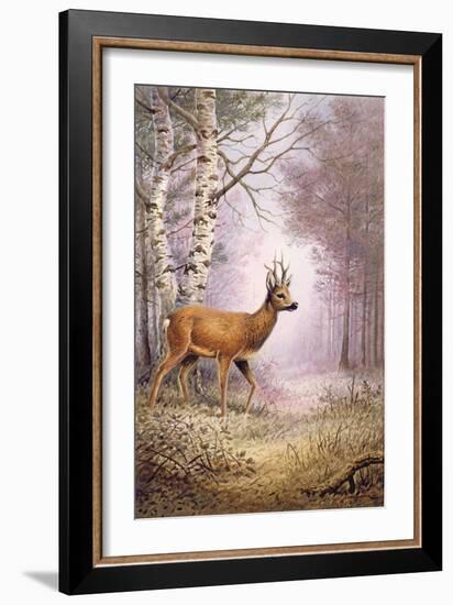 Roe-Deer-Carl Donner-Framed Giclee Print