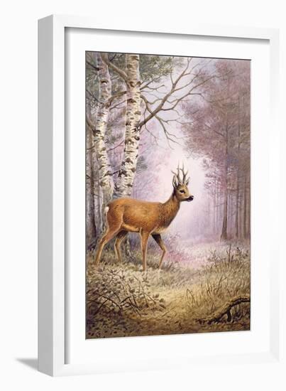 Roe-Deer-Carl Donner-Framed Giclee Print