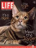 Sumatra, an 11-Month-Old Champion Toyger, February 23, 2007-Roe Ethridge-Premier Image Canvas