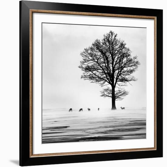 Roes-null-Framed Giclee Print