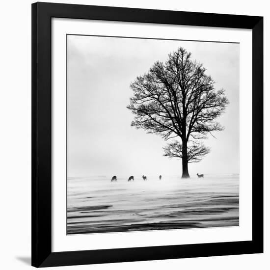 Roes-null-Framed Giclee Print