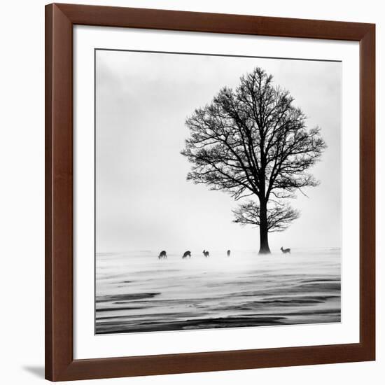 Roes-null-Framed Giclee Print