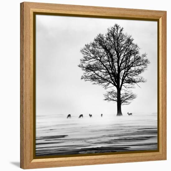 Roes-Dansiga-Framed Premier Image Canvas