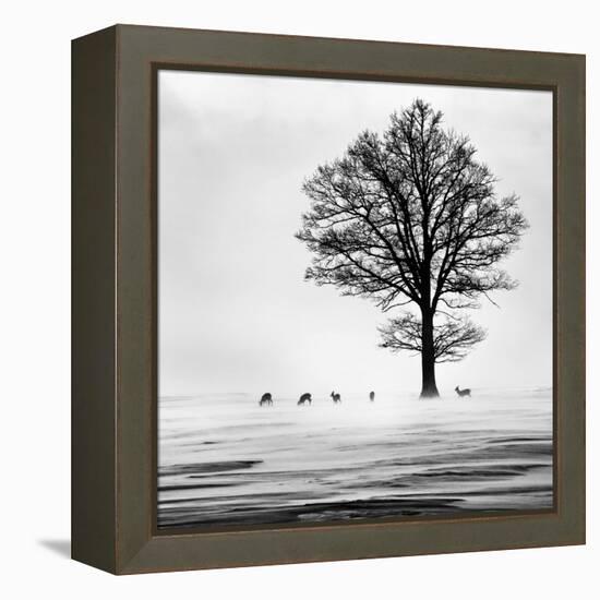 Roes-Dansiga-Framed Premier Image Canvas