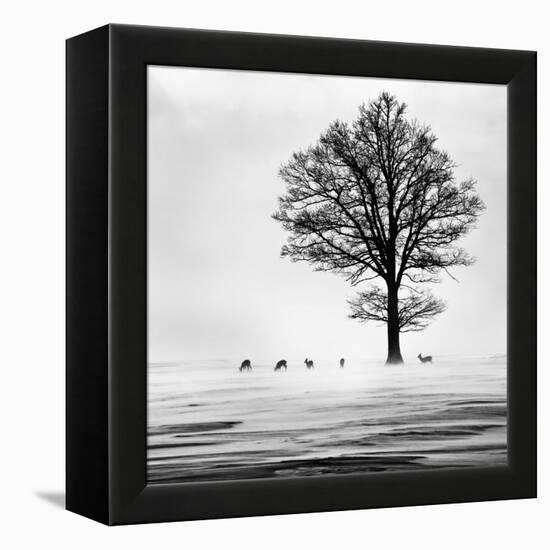 Roes-Dansiga-Framed Premier Image Canvas