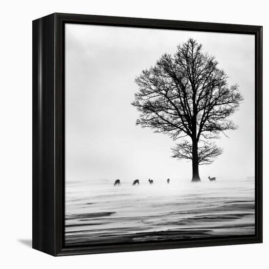 Roes-Dansiga-Framed Premier Image Canvas