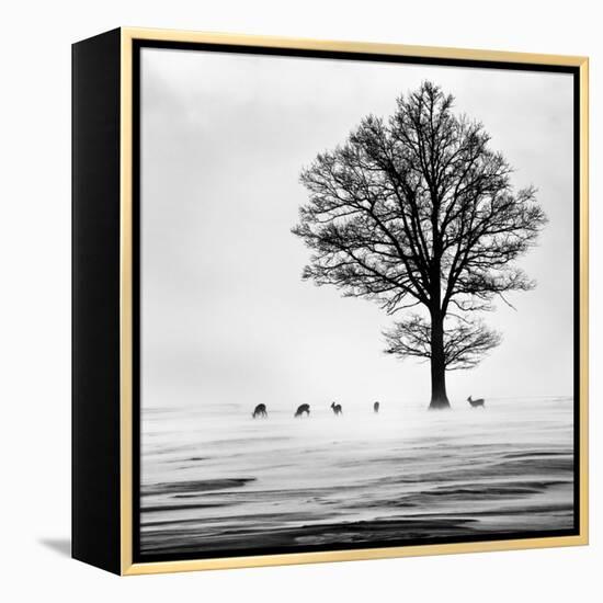 Roes-Dansiga-Framed Premier Image Canvas