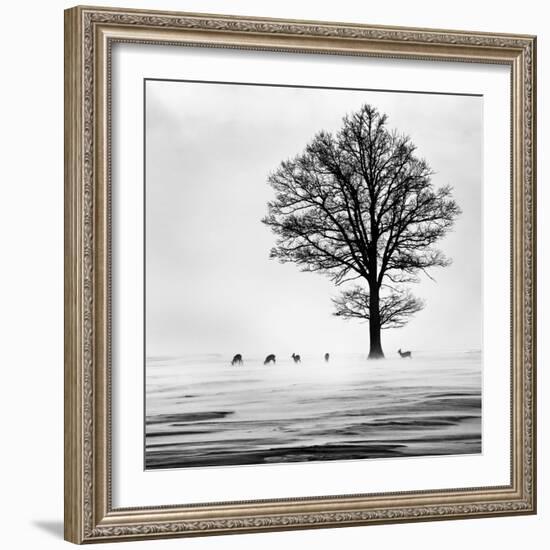 Roes-Dansiga-Framed Photographic Print