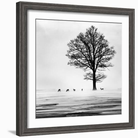 Roes-Dansiga-Framed Photographic Print