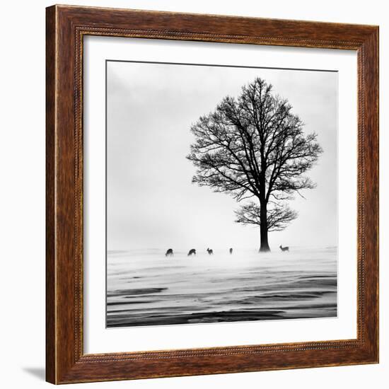 Roes-Dansiga-Framed Photographic Print