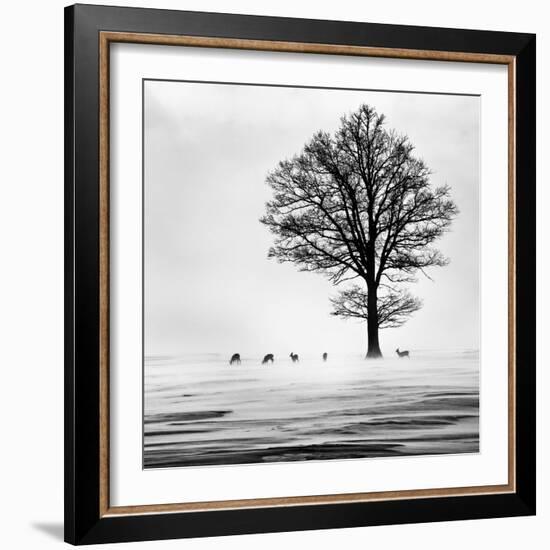 Roes-Dansiga-Framed Photographic Print