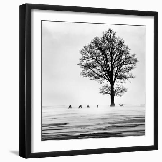 Roes-Dansiga-Framed Photographic Print