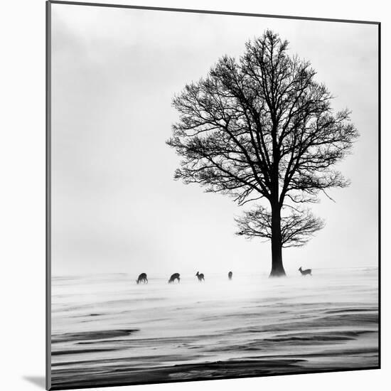 Roes-Dansiga-Mounted Photographic Print