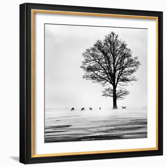 Roes-Dansiga-Framed Photographic Print