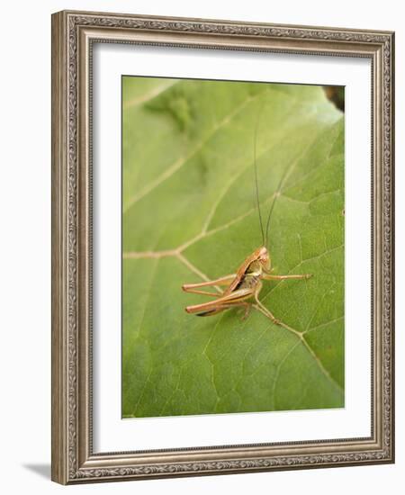 Roesel's Bush-Cricket, Female on Leaf-Harald Kroiss-Framed Photographic Print