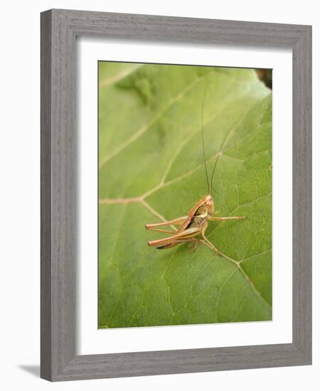 Roesel's Bush-Cricket, Female on Leaf-Harald Kroiss-Framed Photographic Print