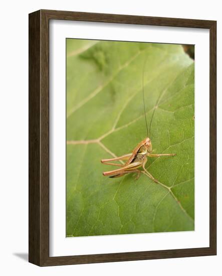 Roesel's Bush-Cricket, Female on Leaf-Harald Kroiss-Framed Photographic Print