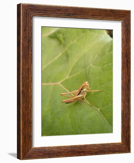 Roesel's Bush-Cricket, Female on Leaf-Harald Kroiss-Framed Photographic Print