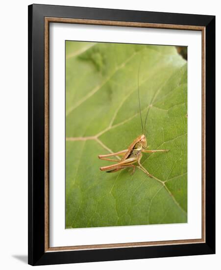 Roesel's Bush-Cricket, Female on Leaf-Harald Kroiss-Framed Photographic Print