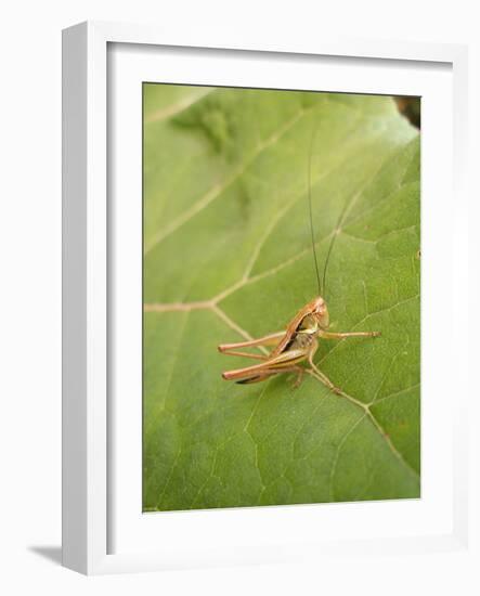 Roesel's Bush-Cricket, Female on Leaf-Harald Kroiss-Framed Photographic Print