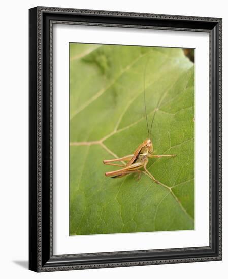 Roesel's Bush-Cricket, Female on Leaf-Harald Kroiss-Framed Photographic Print