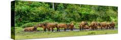 Stretched Canvas Print
