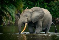 African forest elephant, in Lekoli River. Odzala-Kokoua National Park. Congo-Roger De La Harpe-Photographic Print