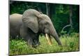 Premium Photographic Print