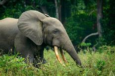 African forest elephant, in Lekoli River. Odzala-Kokoua National Park. Congo-Roger De La Harpe-Photographic Print