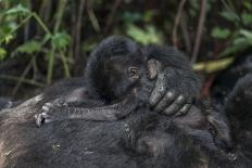 Mountain gorilla. Bwindi Impenetrable Forest. Uganda-Roger De La Harpe-Framed Premier Image Canvas