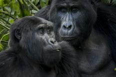 Mountain gorilla baby. Bwindi Impenetrable Forest. Uganda-Roger De La Harpe-Photographic Print