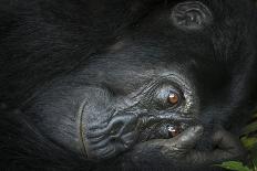 Mountain gorilla. Bwindi Impenetrable Forest. Uganda-Roger De La Harpe-Mounted Photographic Print