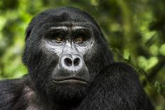 Mountain gorilla baby. Bwindi Impenetrable Forest. Uganda-Roger De La Harpe-Framed Photographic Print