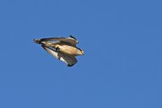 Lesser kestrel male flying past during courtship with Mole cricket in its talons-Roger Powell-Photographic Print