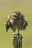 Little Owl (Athene Noctua) Perched On A Fence Post, Ruffling Its Feathers, Castro Verde-Roger Powell-Framed Photographic Print