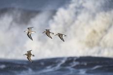 Small flock of Dunlin flying in front of crashing waves. Druridge Bay, Northumberland, England, UK-Roger Powell-Photographic Print