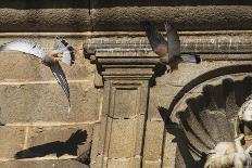 Two male Lesser kestrels in pursuit flight,  one driving off the other from its nesting territory-Roger Powell-Photographic Print