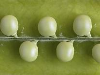 Peas in a Pod-Rogge & Jankovic-Photographic Print