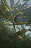 Atlantic Salmon (Salmo Salar) Migrating Upstream to Spawn, Umeälven, Sweden, July 2009-Roggo-Mounted Photographic Print