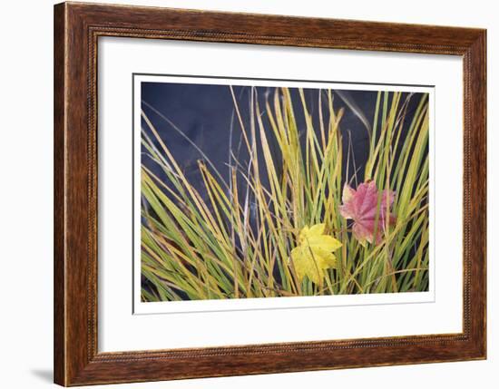 Rogue River Leaves-Donald Paulson-Framed Giclee Print