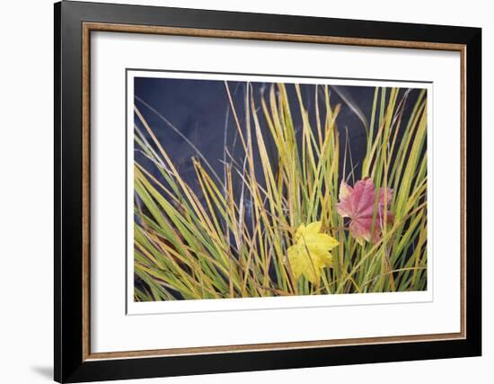 Rogue River Leaves-Donald Paulson-Framed Giclee Print